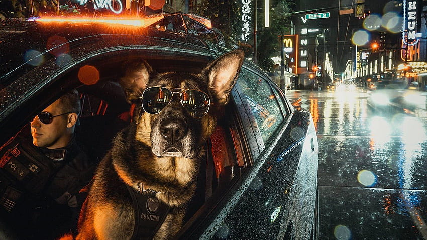 Cool K9 Police Dog with Sunglasses, k 9 HD wallpaper