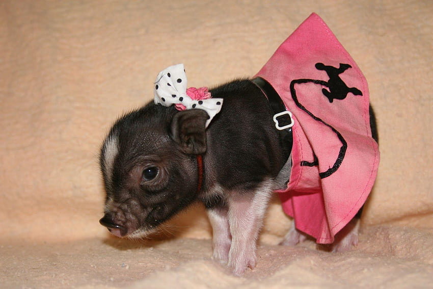 Mini Pig High Quality, miniature pig HD wallpaper