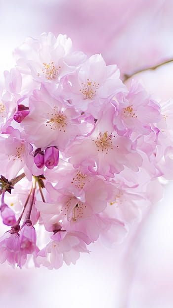 Hình nền iPhone mùa xuân là sự lựa chọn hoàn hảo để đón chào mùa xuân tươi đẹp. Với hình ảnh những bông hoa đầy sức sống và sắc màu tươi sáng, màn hình iPhone của bạn sẽ trở nên vô cùng bắt mắt và đầy năng lượng. Hãy để hình nền này truyền cảm hứng cho ngày mới của bạn.