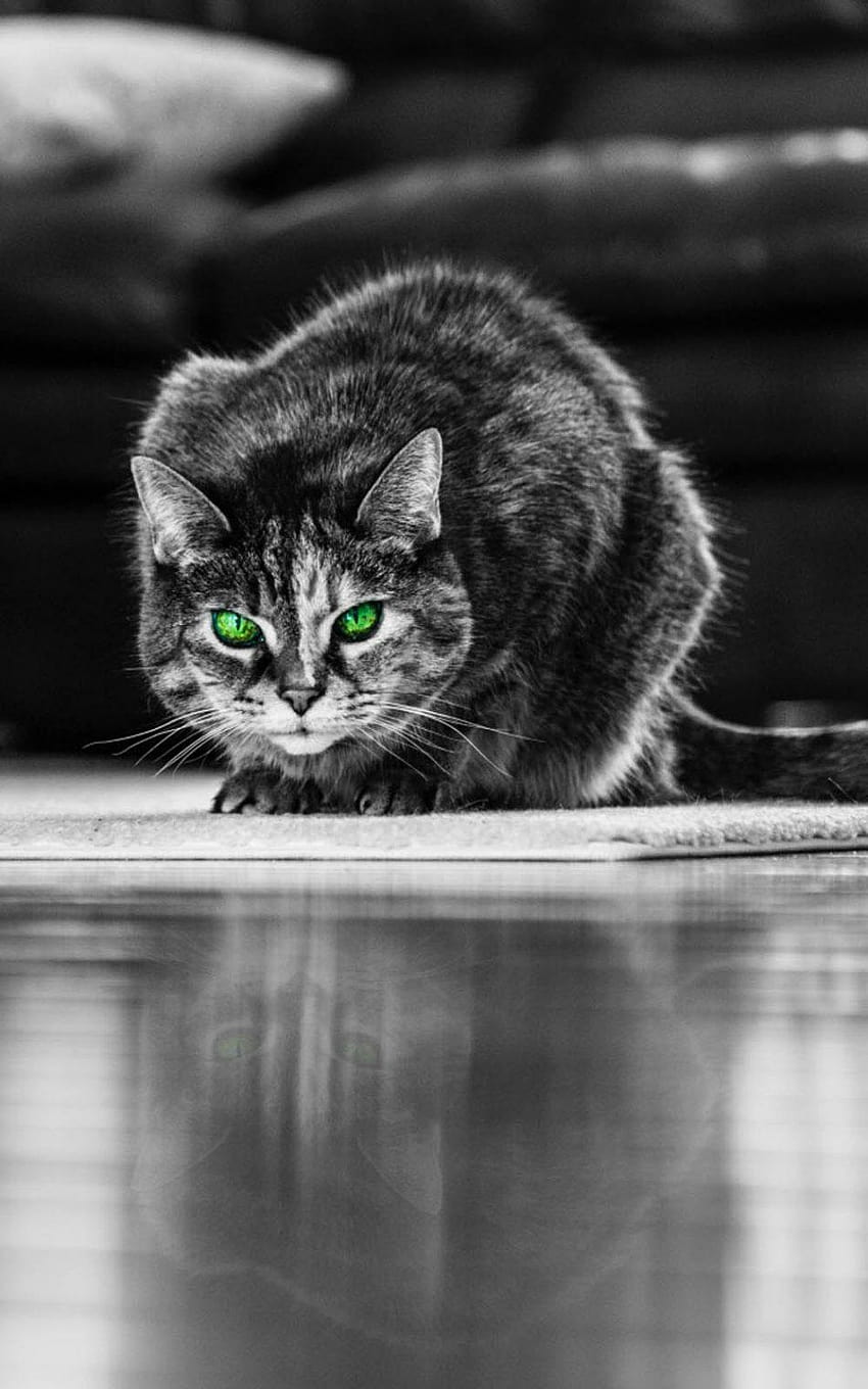 Green Eyed Angry Cat Ultra Mobile โมบายดวงตาสีเขียว วอลล์เปเปอร์โทรศัพท์ HD