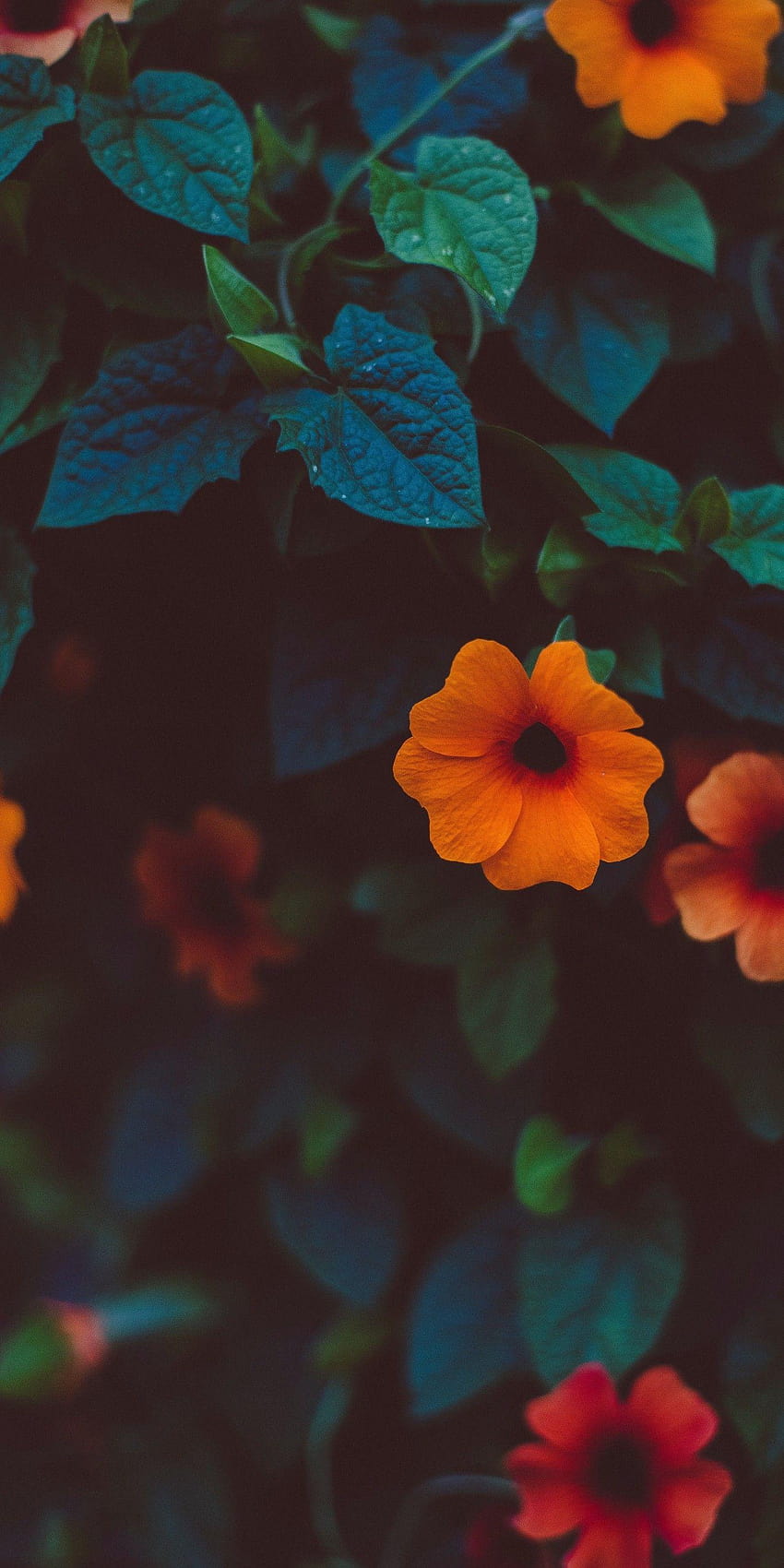 Tiefes Orange, Blaugrün, Kaffeebraun, ästhetisches grünes Blumenmuster HD-Handy-Hintergrundbild