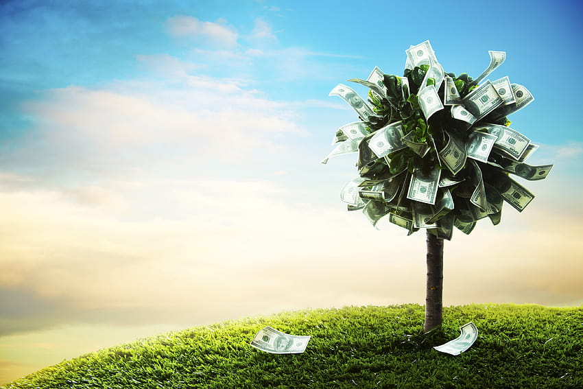 árbol, hierba, dinero, billetes, dólares con resolución 4000x2667. Árbol de dinero de alta calidad. fondo de pantalla