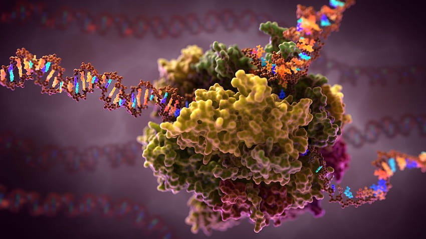Biologie, RNA HD-Hintergrundbild