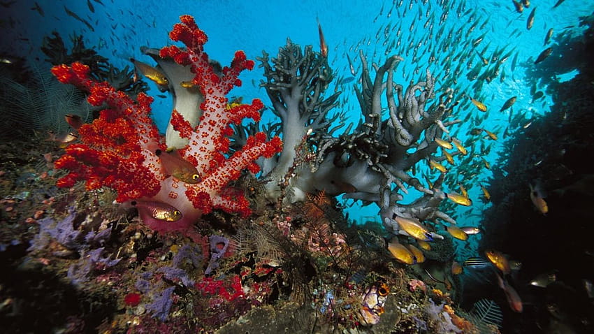 Fishes Swarm Corals Ocean Bed HD wallpaper