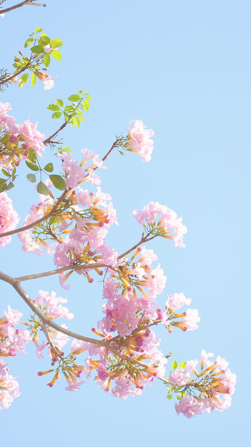 Pastel Spring Flowers, spring pastel flower HD phone wallpaper
