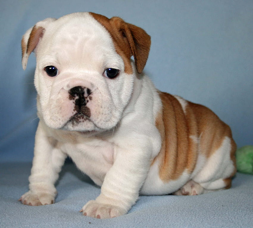 4 English Bulldog for Computer, cute bulldogs HD wallpaper | Pxfuel