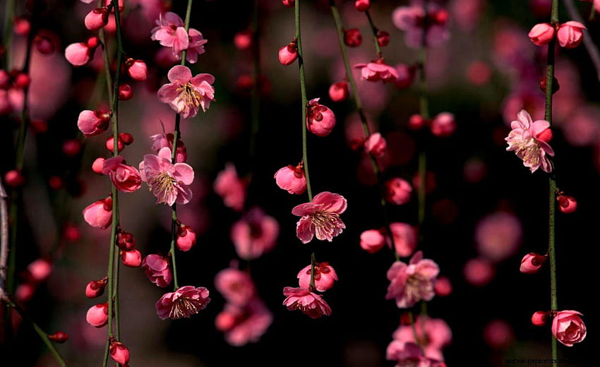 Best Flowers Full Pics For Laptop P, flowers for full screen HD wallpaper |  Pxfuel