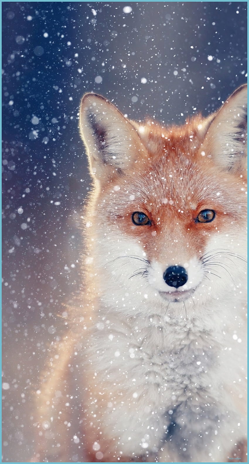 Der wahre Grund hinter Cute Fox, Fuchszeichnung HD-Handy-Hintergrundbild