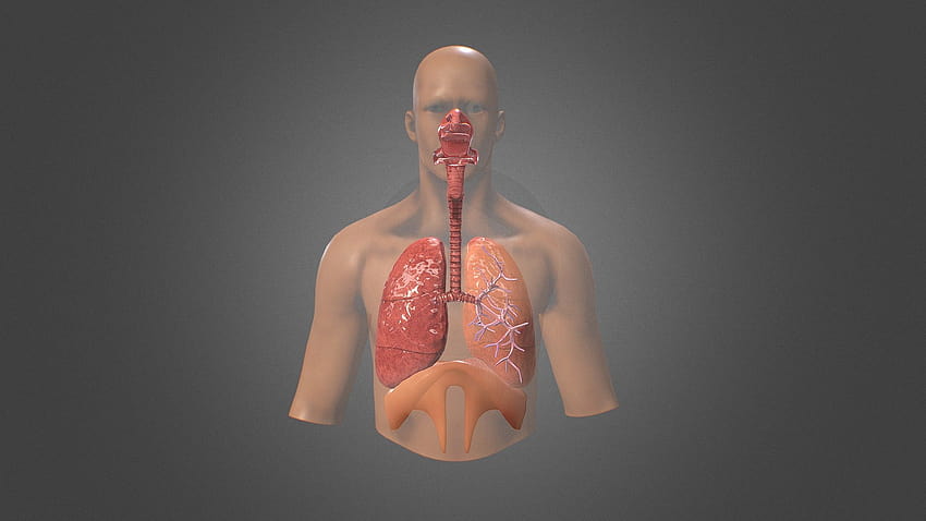 Human Respiratory system review HD wallpaper