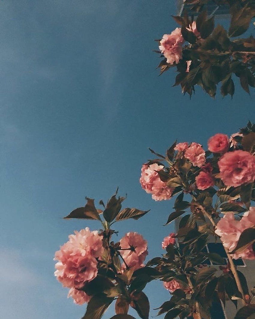 Instagram estetika, dp instagram wallpaper ponsel HD