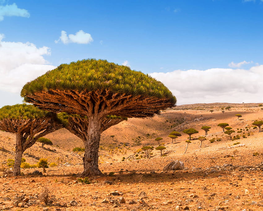 Dicksam Plateau Insel Socotra Jemen Drachenbäume Wüstenlandschaft 1920x1080 : 13 HD-Hintergrundbild