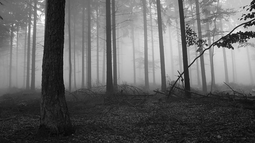 Aesthetic Dark Forest Iphone, aesthetic foggy forest HD wallpaper