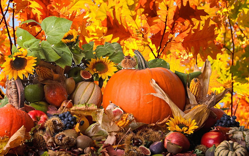 with holiday Thanksgiving with tags: Flower, Leaf, Fall, Nature, Season, Linux, iMac, Thanksgiving, thanksgiving flowers HD wallpaper