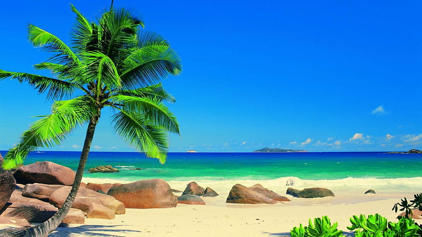 Windows Xp Beach Palm Trees, retrowave beach palms HD wallpaper