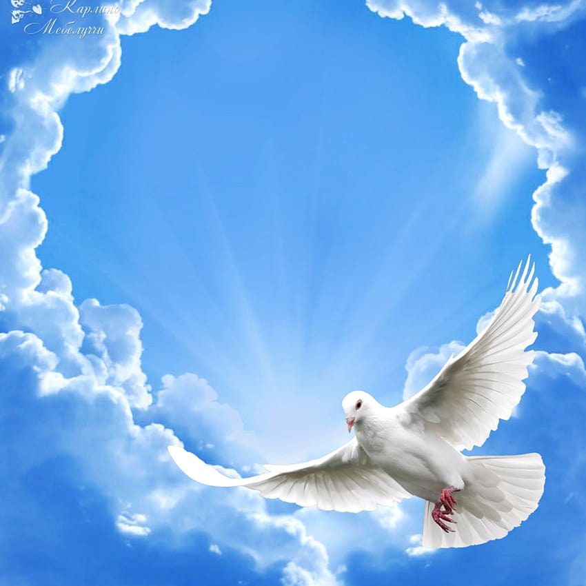 White Pigeon, espiritu santo Tapeta na telefon HD