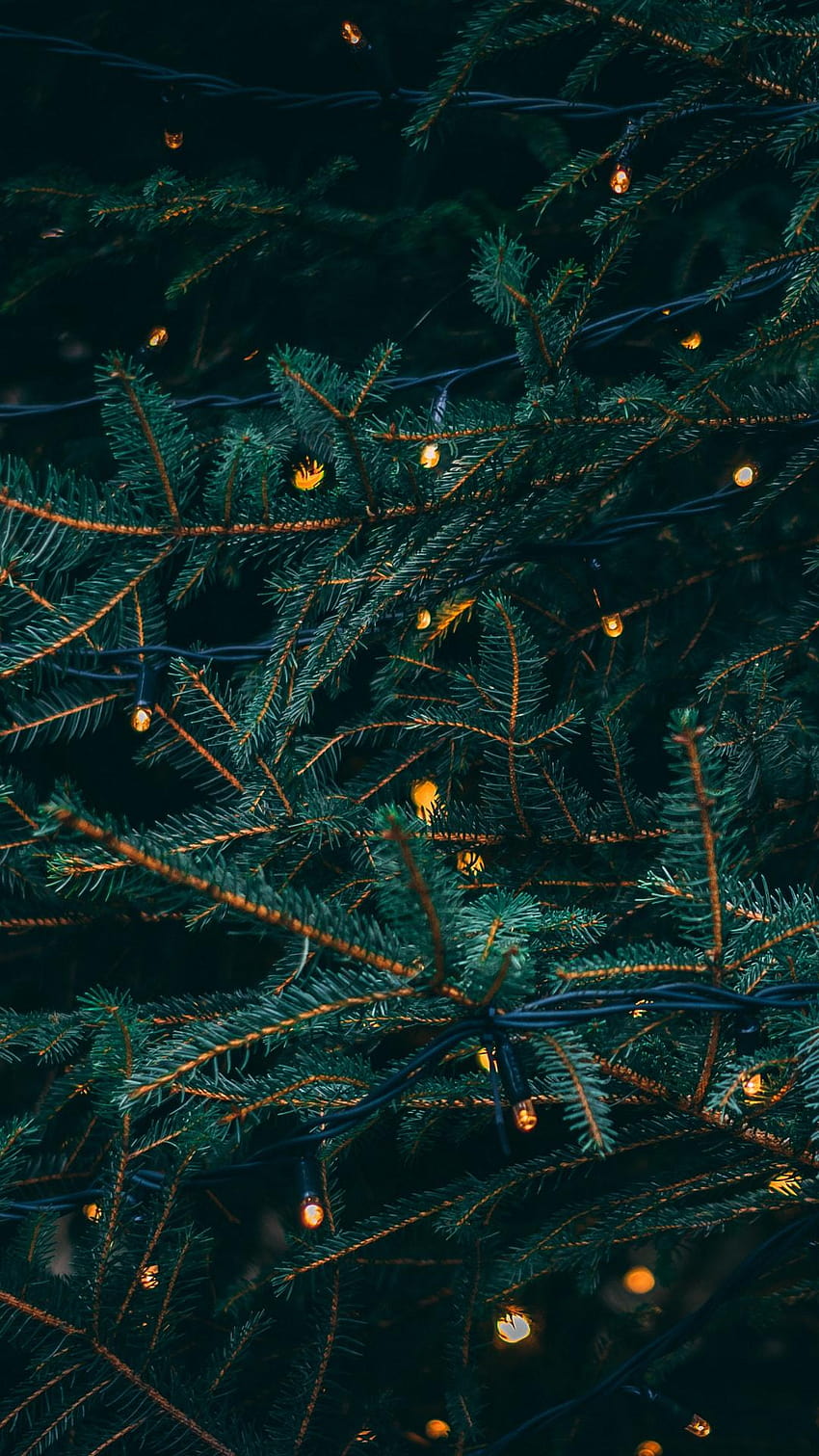 Weihnachtsbaum, Weihnachtskiefern HD-Handy-Hintergrundbild