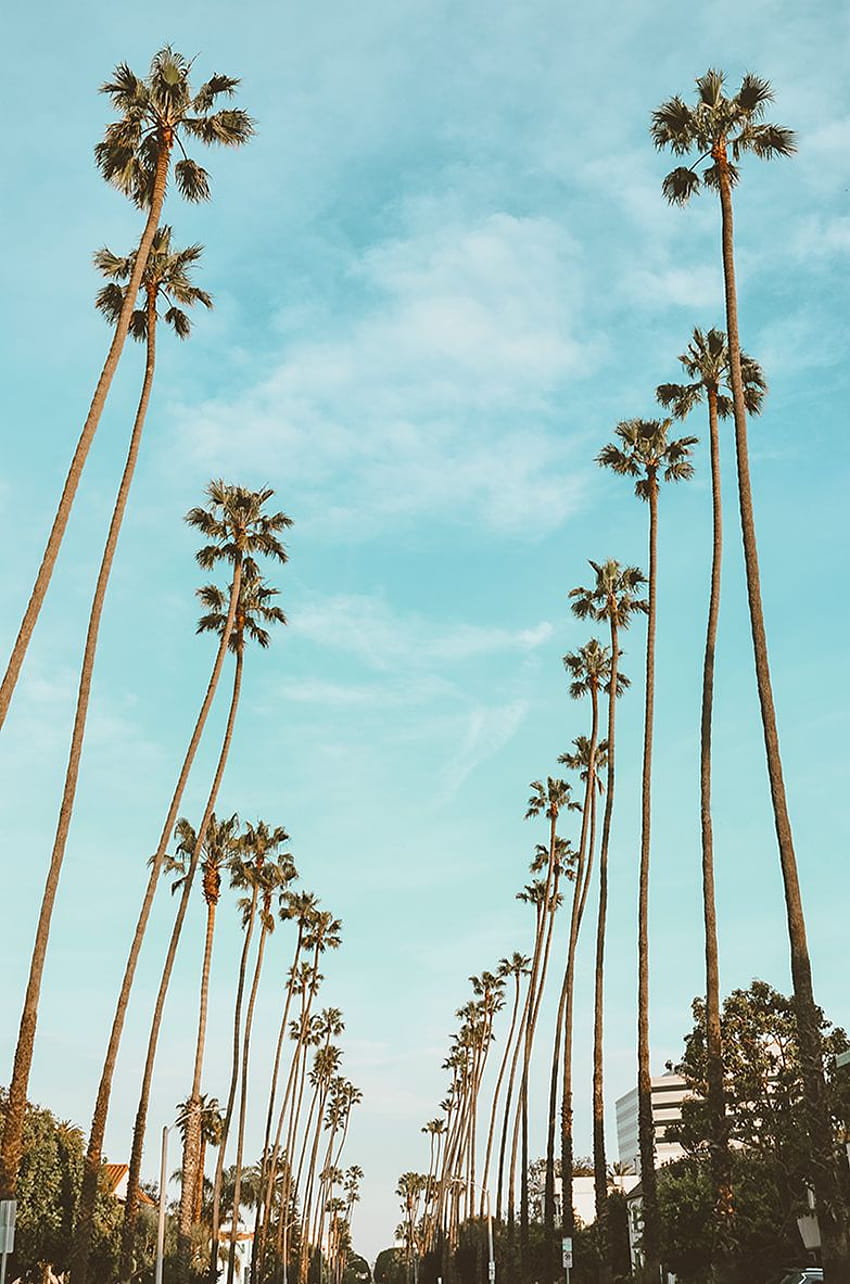 Los Angeles 101: First time visitors guide to survive, summer la HD phone wallpaper