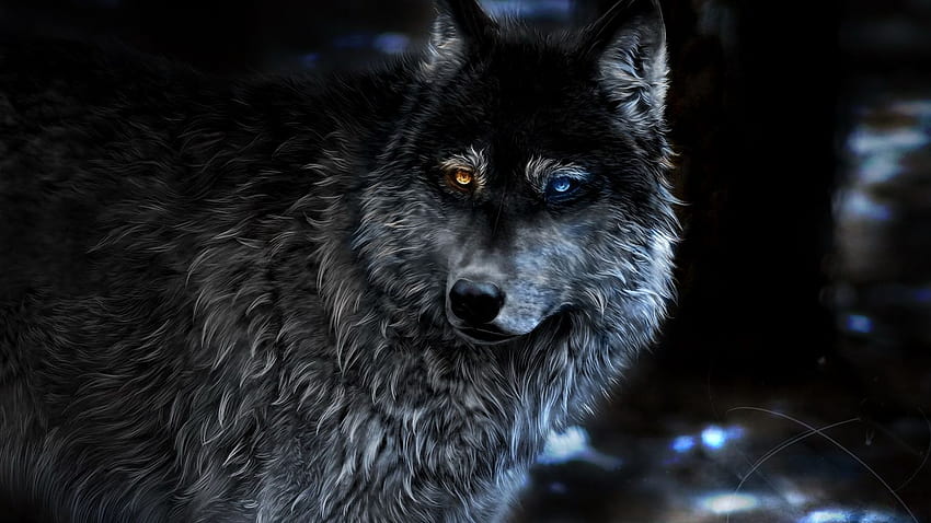1366x768 Wolf Heterochromia Fantasy 1366x768 Resolution , Backgrounds ...