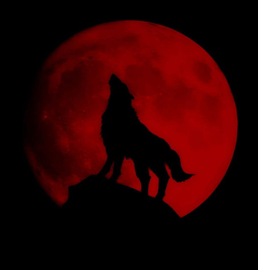 Lobo da Lua Vermelha, lobos vermelhos Papel de parede de celular HD