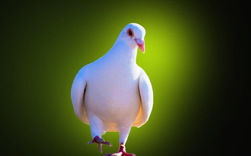 Page 9 | Pigeon HD wallpapers | Pxfuel