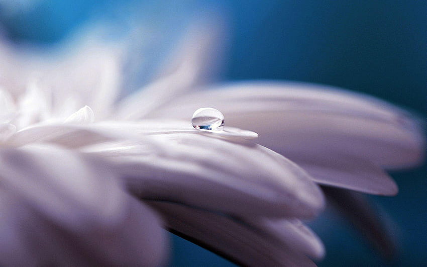 Pure Water Drop Flower HD wallpaper