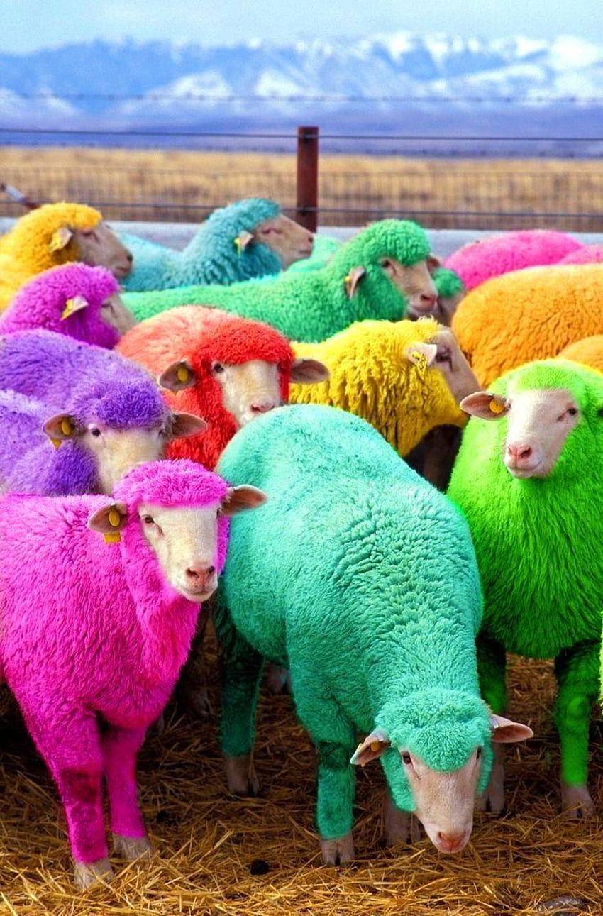Bunte wollig gefärbte Schafe, Regenbogenschafe HD-Handy-Hintergrundbild