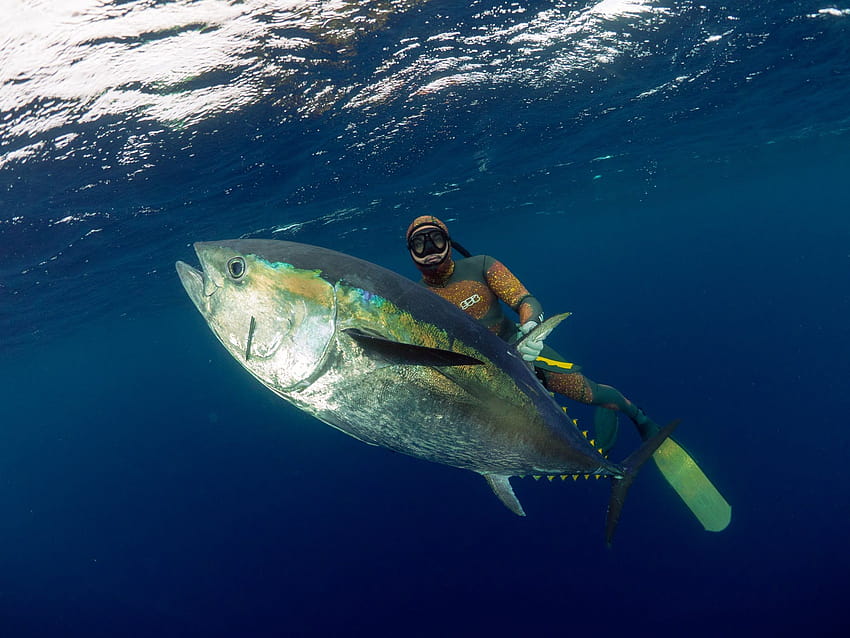 Spearfishing New Zealand Bluefin Tuna Tonga con MJK [2000x1500] para su, móvil y tableta fondo de pantalla
