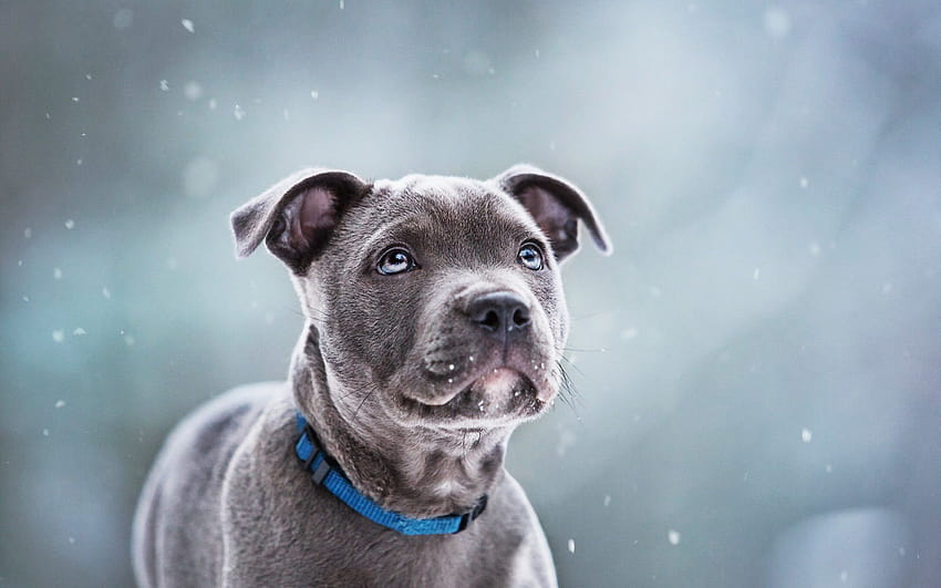 Staffordshire Bull Terrier, köpek yavrusu, gri köpek, staffordshire boğa korkunçları HD duvar kağıdı