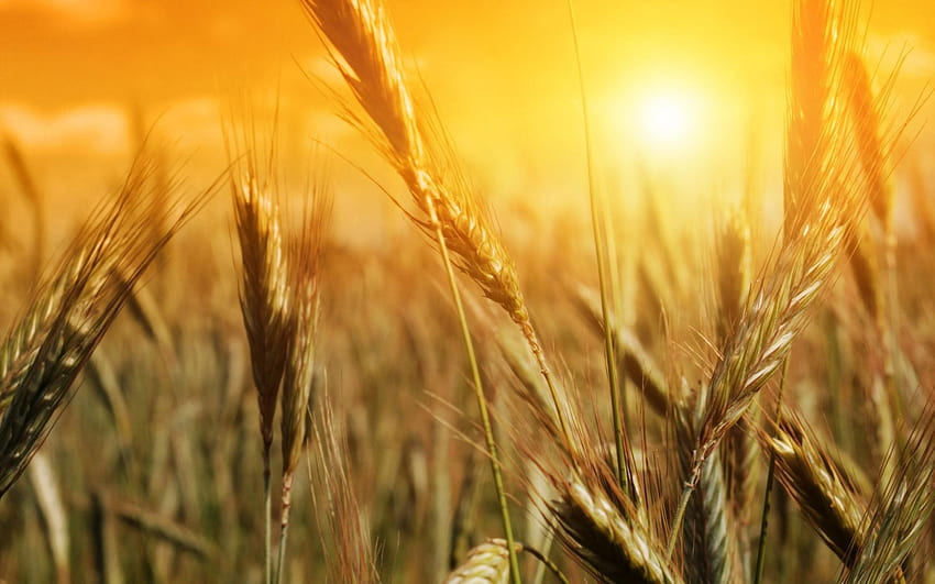 Quotes about Wheat, aesthetic grain HD wallpaper