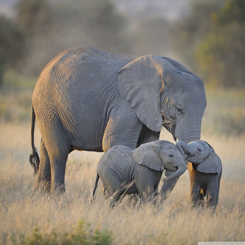 แม่ช้างแอฟริกันและลูกน้อยที่น่ารัก ❤ วอลล์เปเปอร์โทรศัพท์ HD