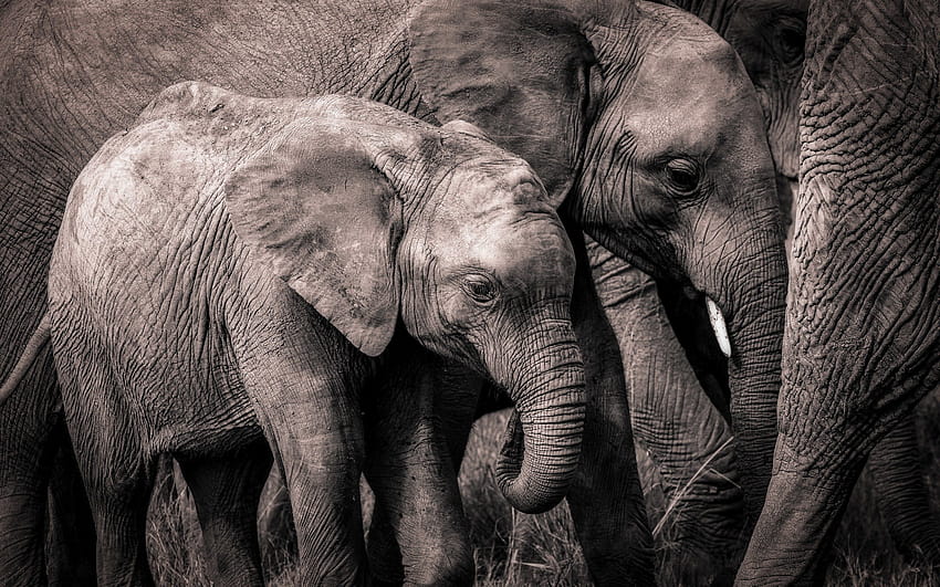 africa, clone, elephants, elephant family, elephant with resolution 2560x1600. High Quality HD wallpaper