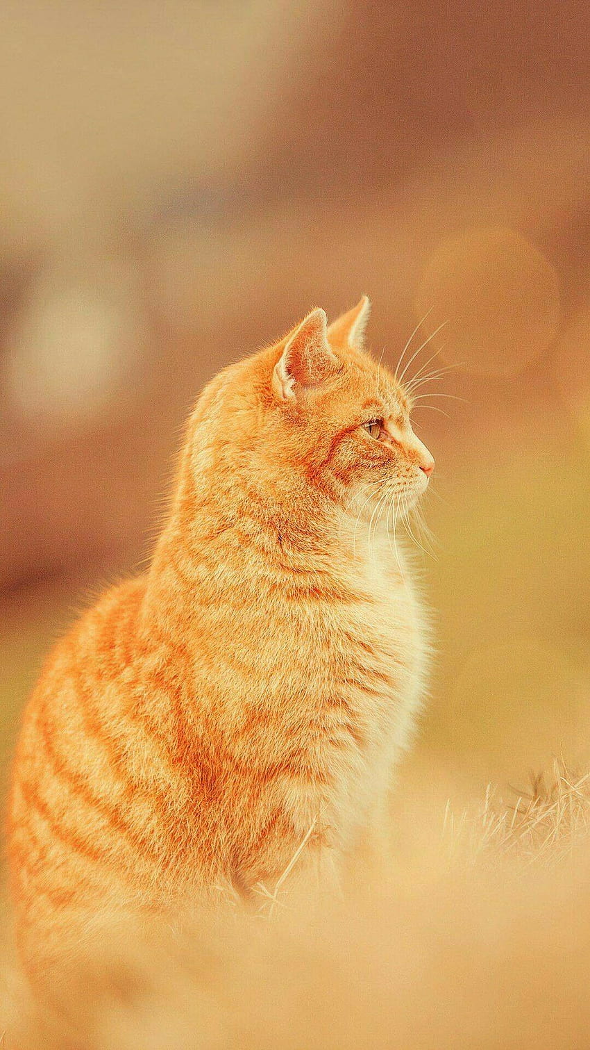 주황색 고양이, 생강 고양이 HD 전화 배경 화면