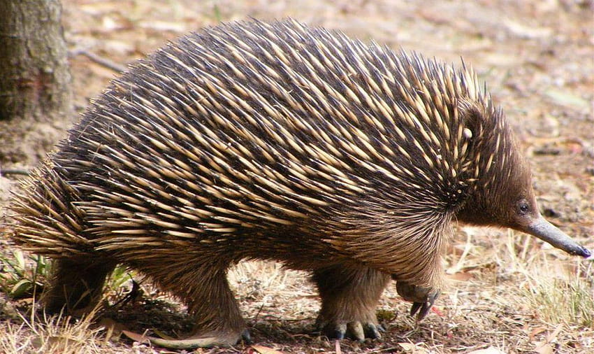 Echidna together with the platypus, are the only extant mammals that HD wallpaper