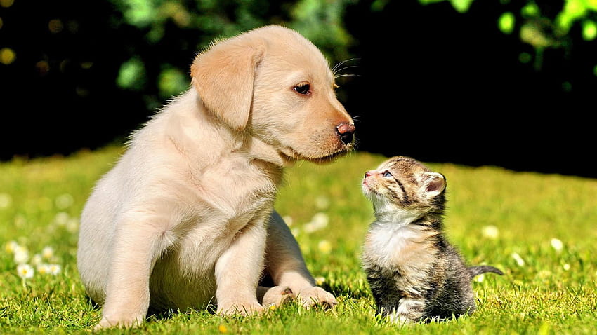 Gogs cute friends best friends forever friendship puppy kitten nature high  quality ., 192 pixel friendship day HD wallpaper | Pxfuel