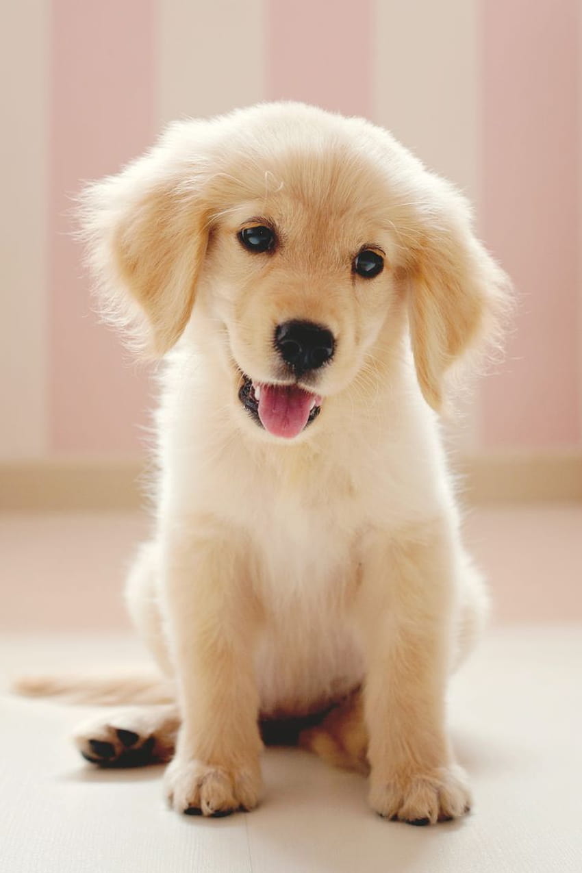 Sevimli Yaz Golden Retriever Köpek, yaz golden retriever HD telefon duvar kağıdı