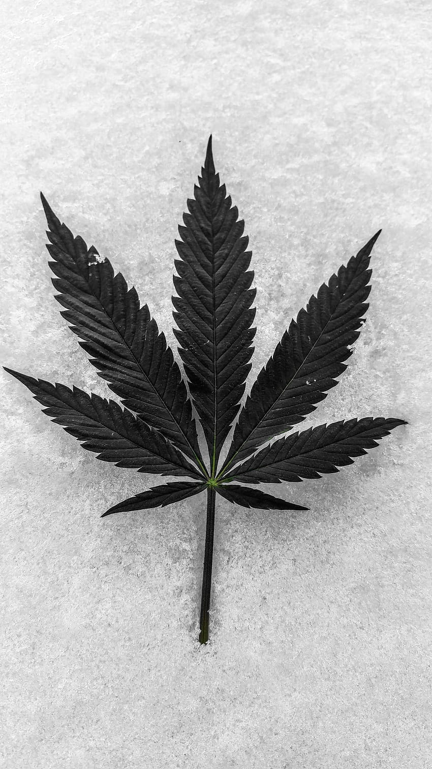Bestes Cannabisblatt [] HD-Handy-Hintergrundbild