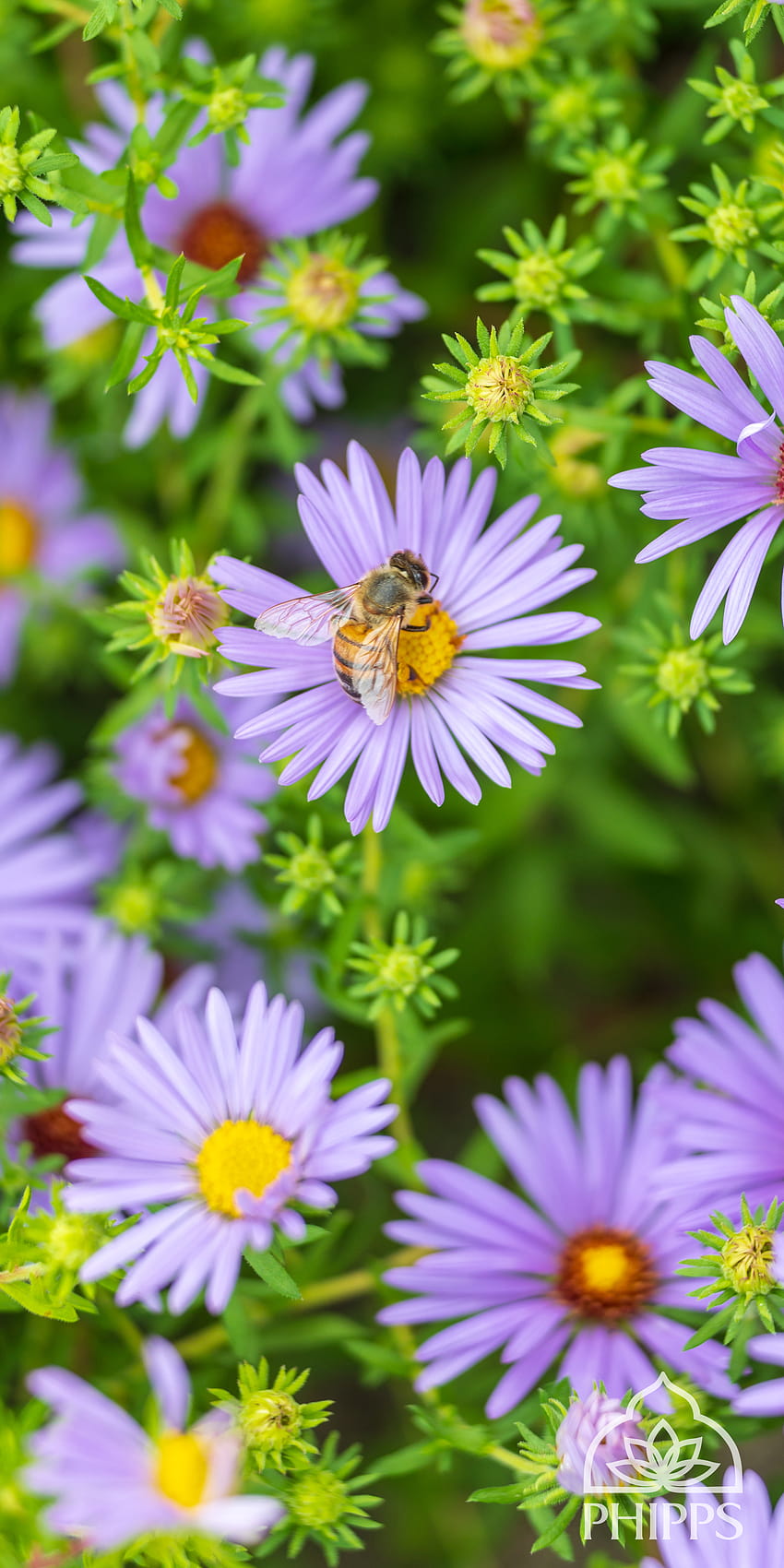 Aromatic Aster 1920x3840 teahubio [1920x3840] for your , Mobile & Tablet HD phone wallpaper