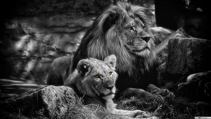 Male and Female Lion, women lions HD wallpaper