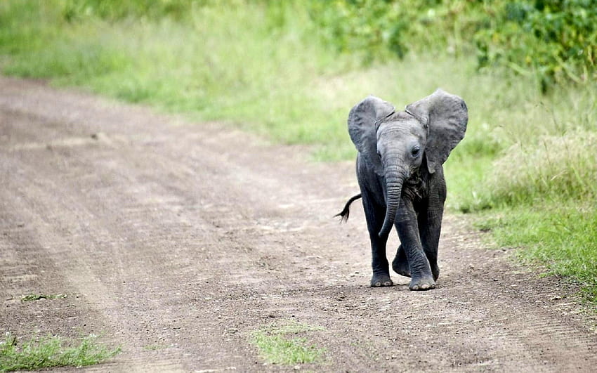 Elephant iPhone, young elephant HD wallpaper