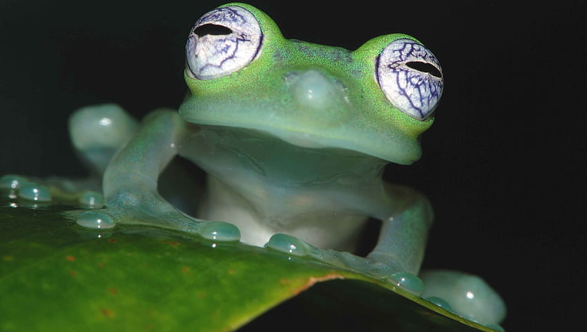Frosch , Hintergründe, cuban tree frog HD wallpaper
