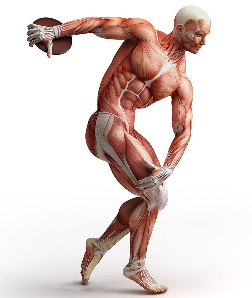 筋肉の解剖学、筋肉系 HD電話の壁紙