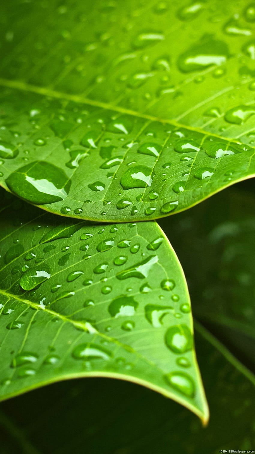 Green Leaf Water Drops, Blätter mit Wassertropfen HD-Handy-Hintergrundbild
