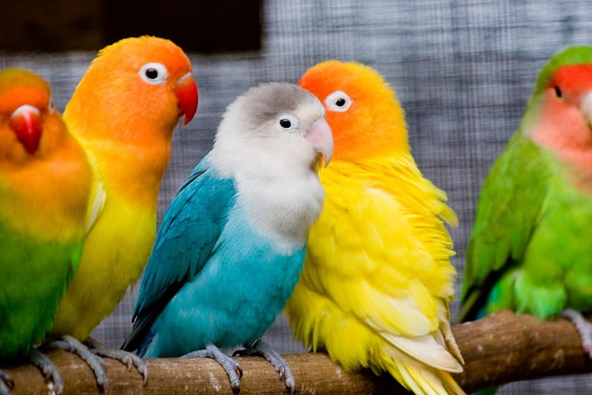 8 Lovely Birds Youtube. Latest 3d Birds, tropical birds HD wallpaper