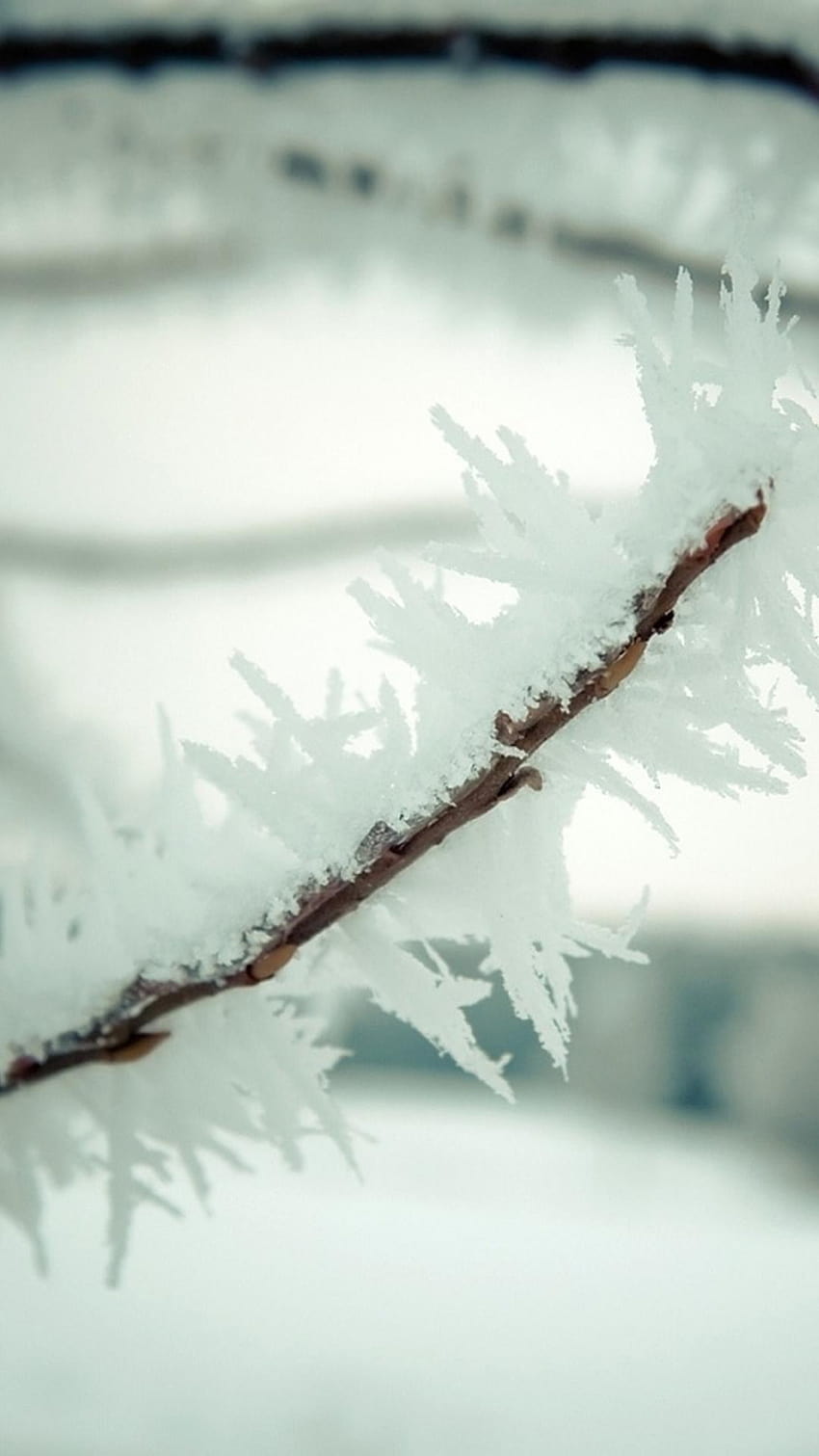 Freddo inverno gelido ramo vegetale Macro iPhone 8, macro inverno Sfondo del telefono HD