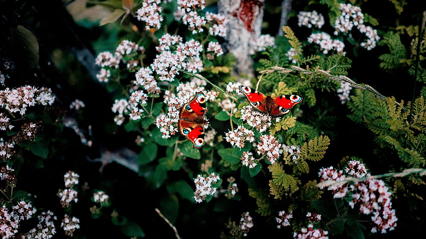 3840x2160 kupu-kupu, bunga, pola, musim panas, blur latar belakang 16:9, blur musim panas Wallpaper HD