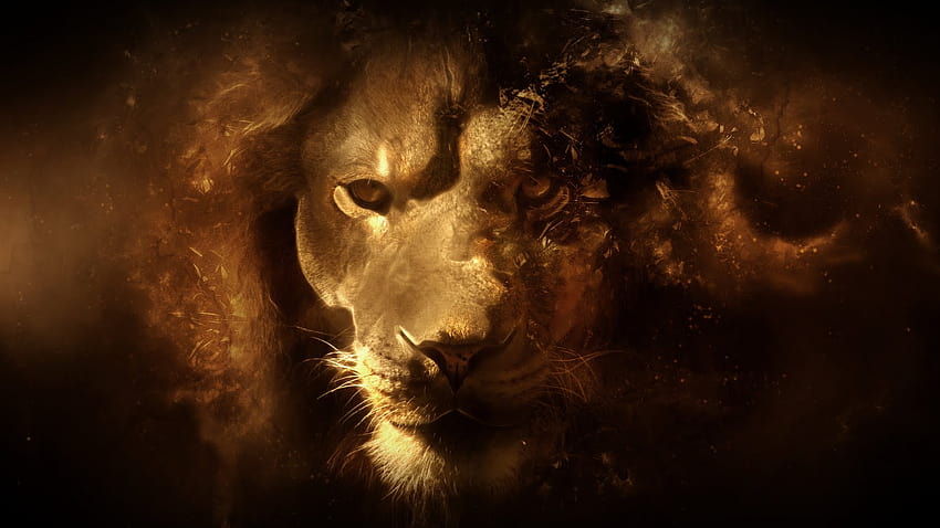 4 Lion, lion fight HD wallpaper
