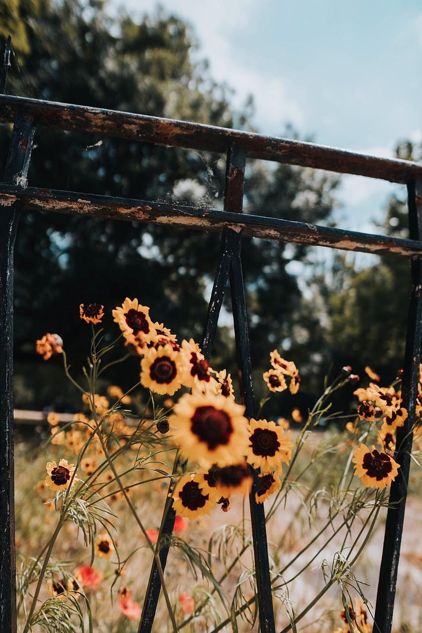 London, outdoor, flower and rust, yellow daisies flowers fence HD phone