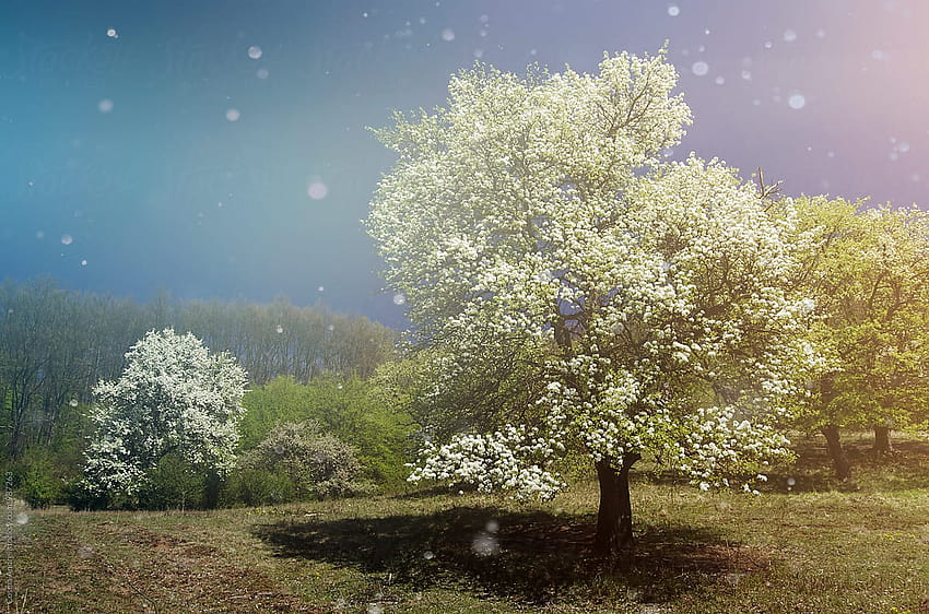 Spring With Trees In Bloom In Fantasy Fairy Tale Landscape by Cosma Andrei, 봄 풍경 판타지 HD 월페이퍼