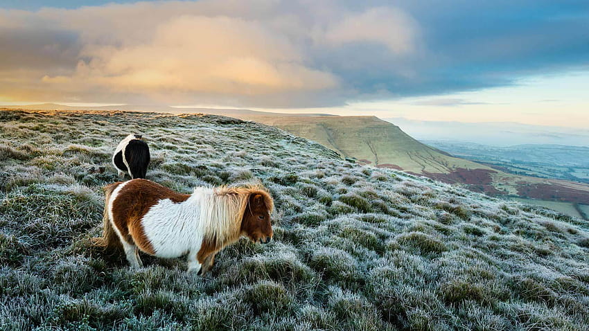 Heading for the Welsh hills by Microsoft, shetland pony HD wallpaper