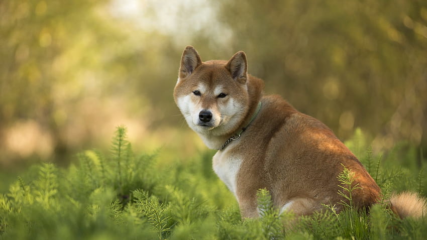 8 Shiba Inu, cachorros shiba inu fondo de pantalla